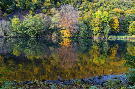 Autumn trees on river