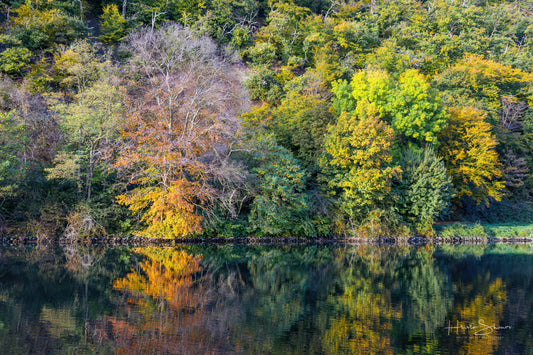 Autumn trees on river