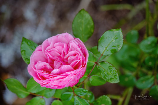 Rose in park