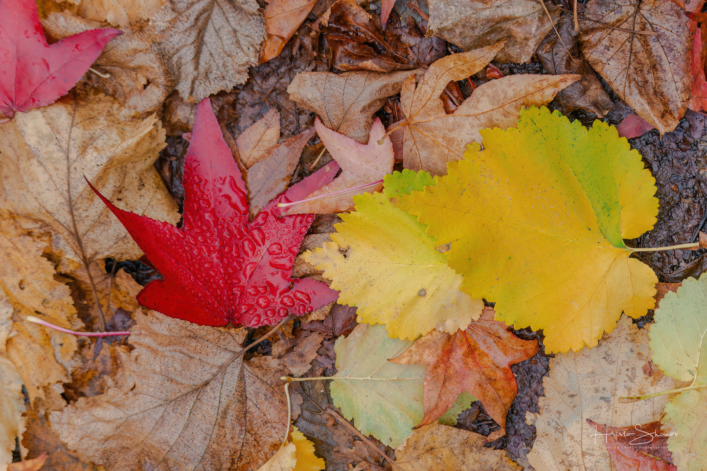 Fall leaves