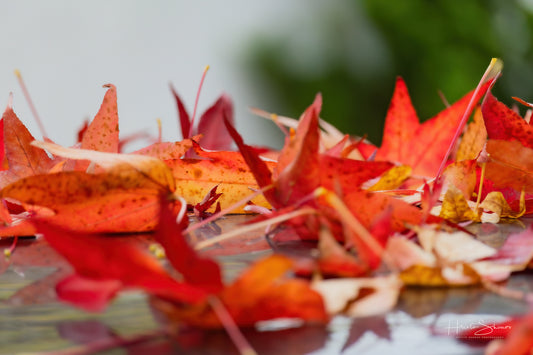 Fall leaves