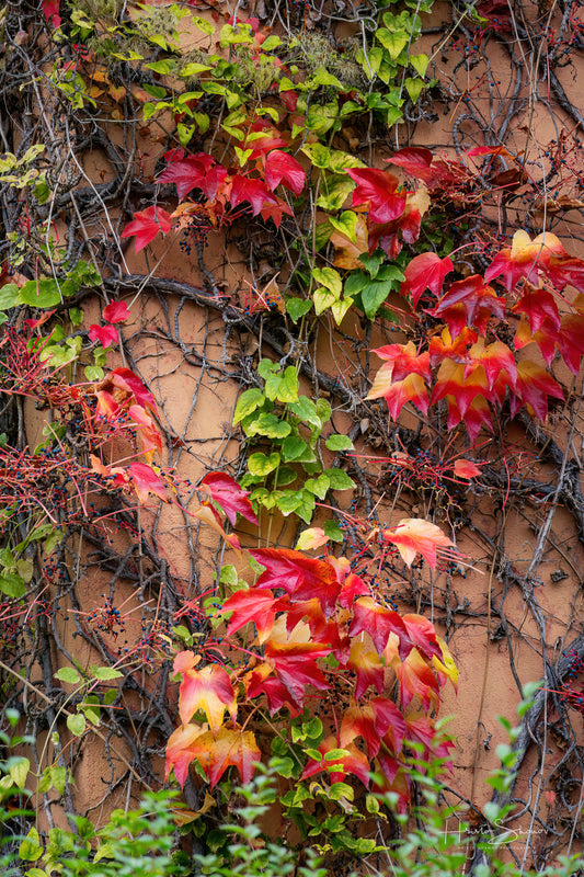 Autumn facade with colourful leaves