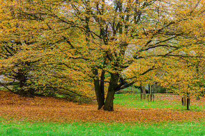 Autumn in park