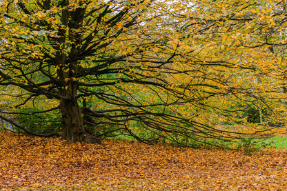 Autumn in park