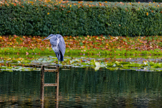 Great grey heron fishing