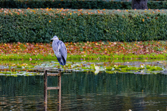 Great grey heron fishing