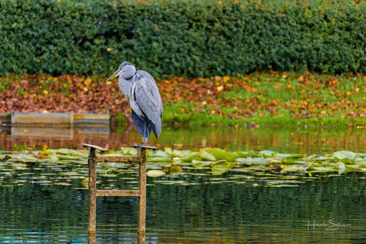 Great grey heron fishing