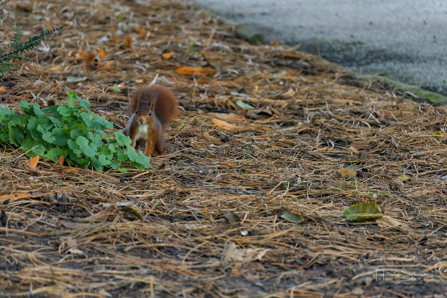 Squirrel in park
