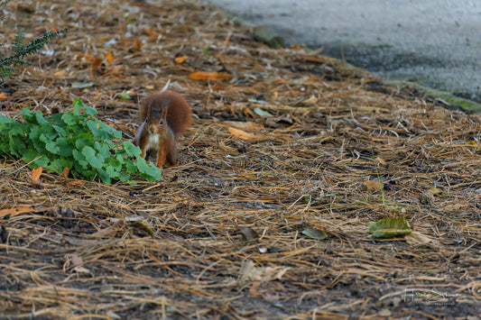 Squirrel in park