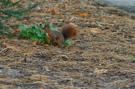 Squirrel in park