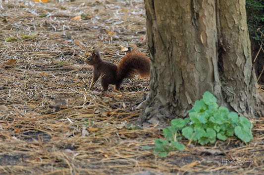 Squirrel in park
