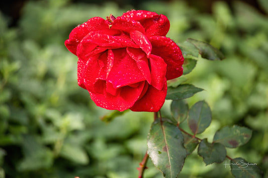 Rose in park