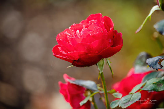 Rose in park