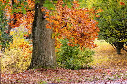 Autumn in park