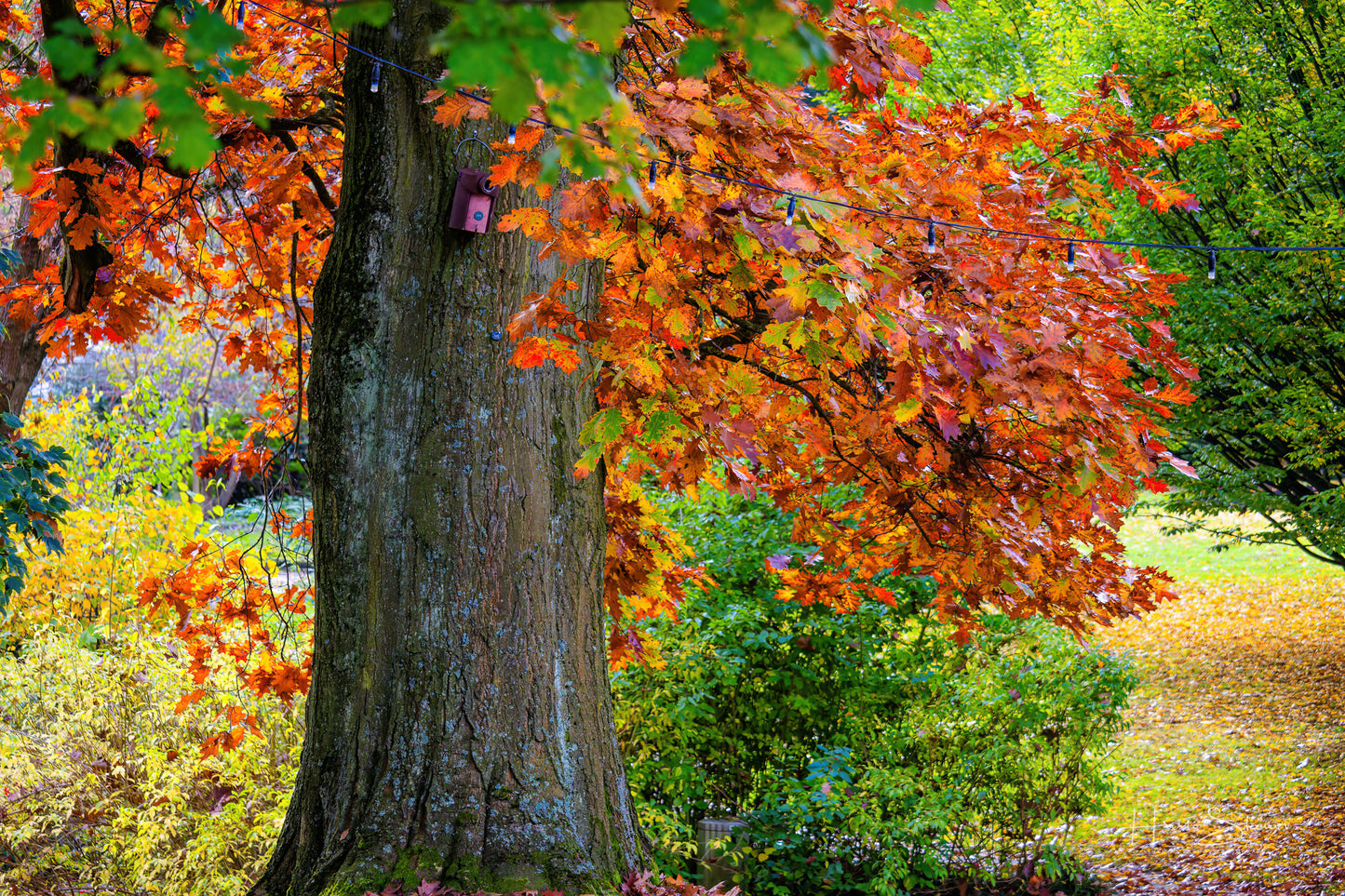 Autumn in park