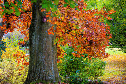 Autumn in park