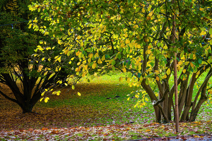 Autumn in park