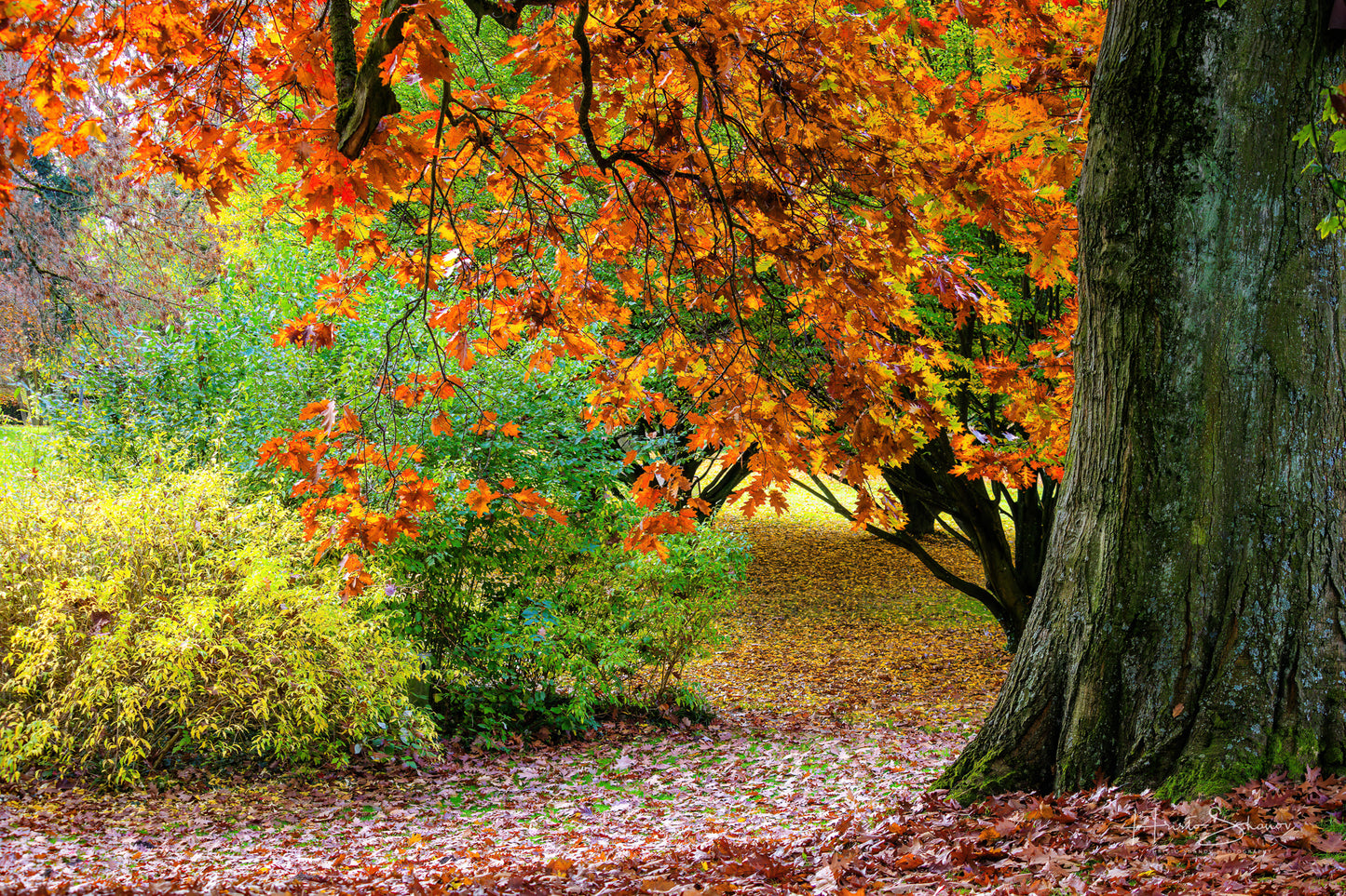 Herbst im Park