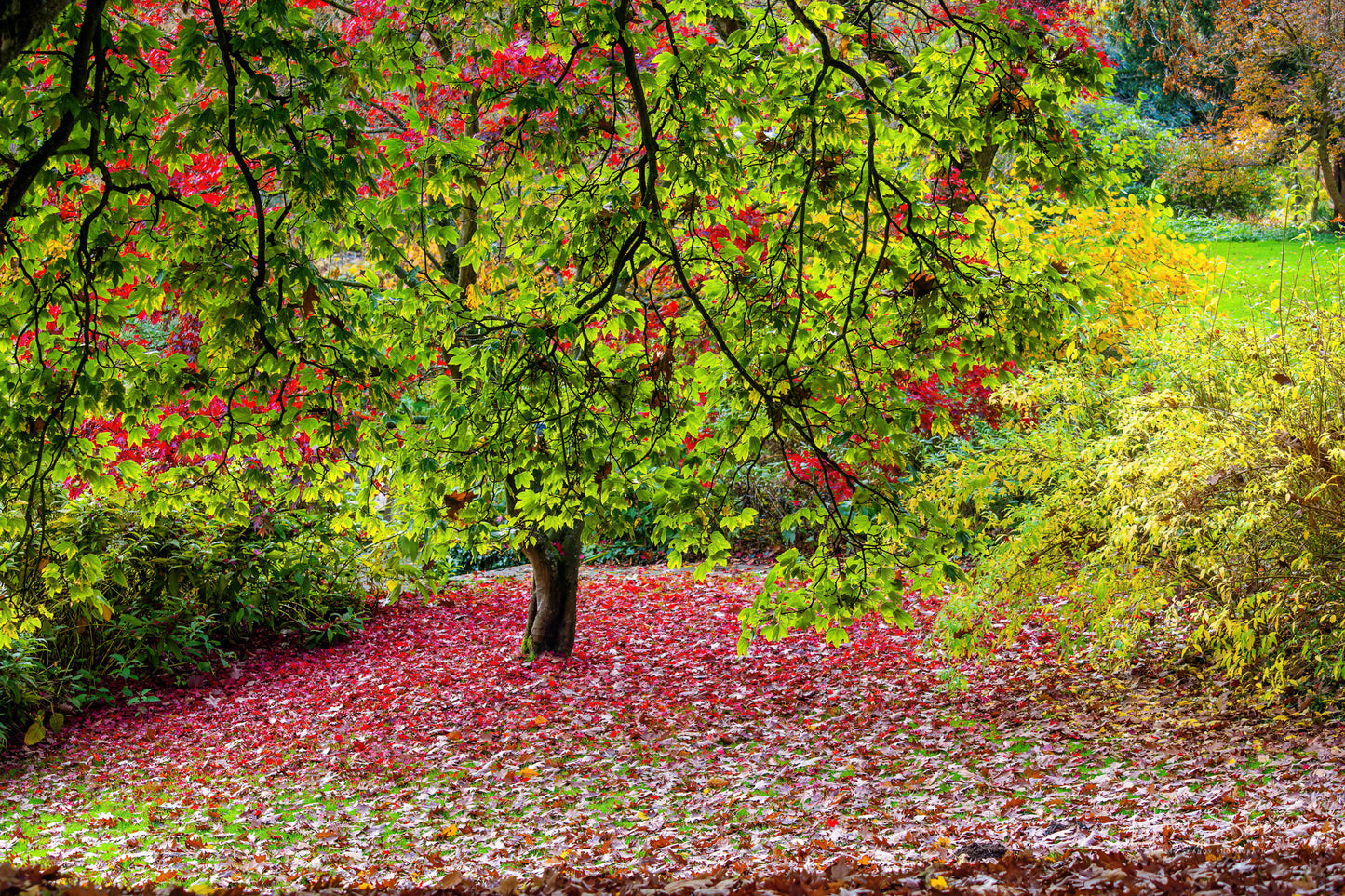 Autumn in park