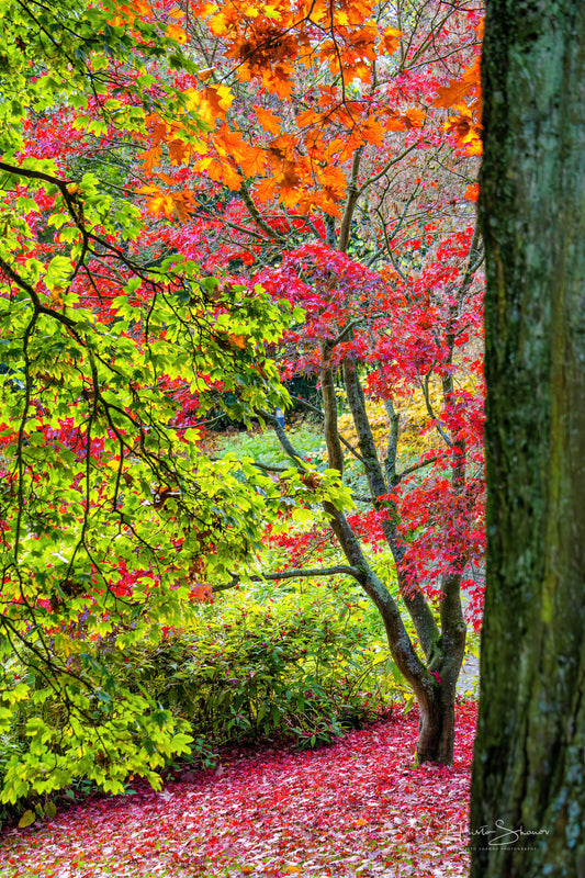 Autumn trees