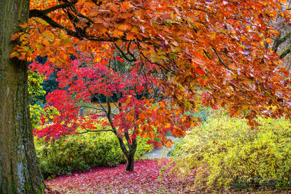 Autumn in park