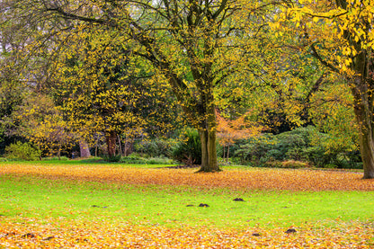 Autumn in park