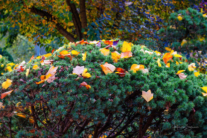 Autumn in park