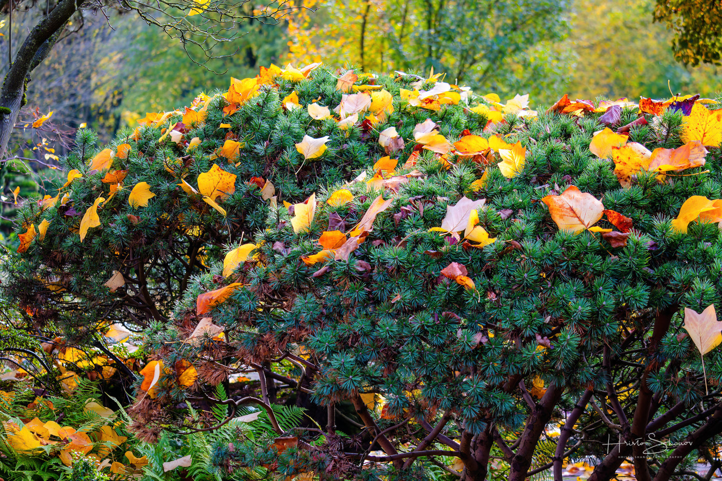 Autumn in park