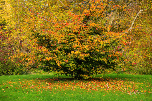 Autumn in park