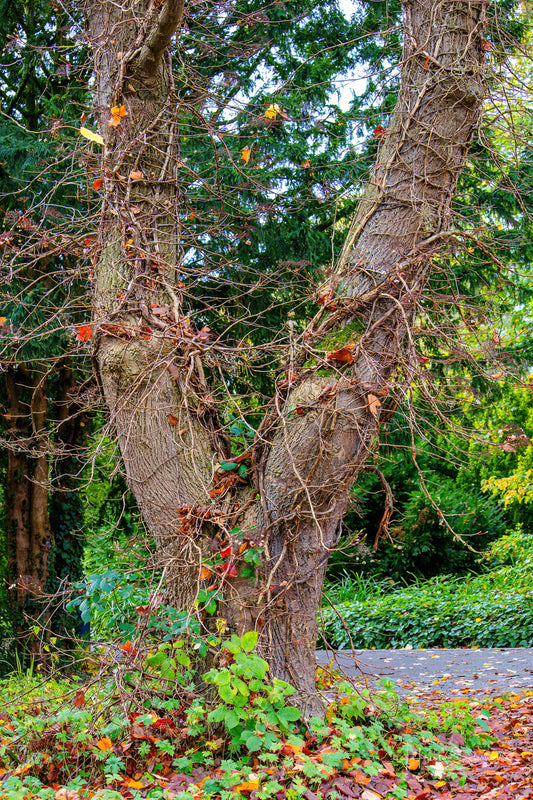 Autumn trees