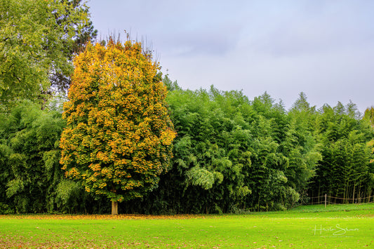 Autumn in park