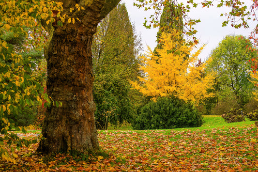 Autumn in park