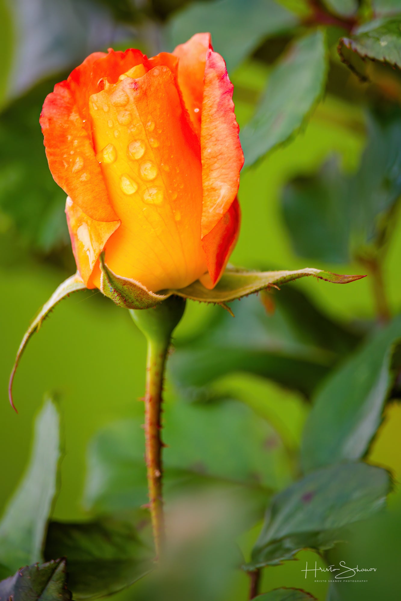 Rose in garden